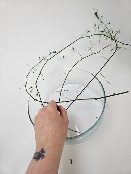 So that you have long vine stems with gorgeous fresh tendrils to design with