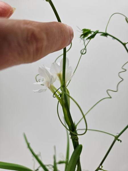 With tendrils twirling around the flowers