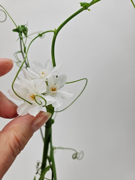 With the longest vines drawing attention to the flowers