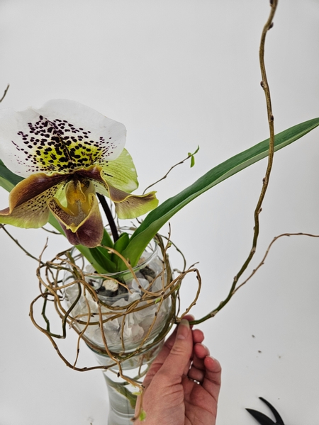 Add in a few fresh willow branches to twirl over and around the potted orchid