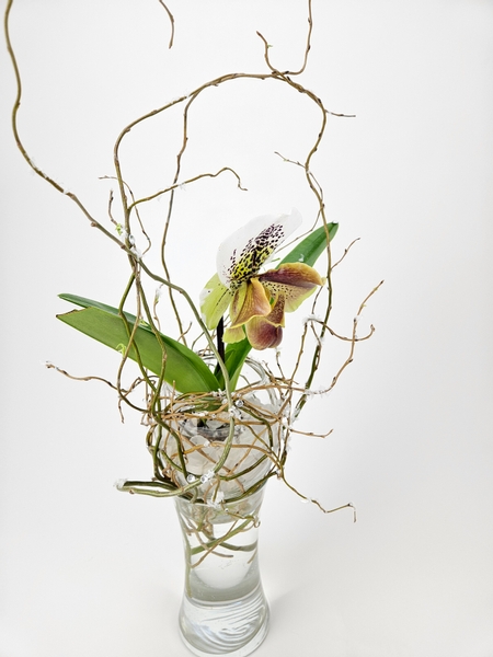 Arrange willow twigs to start developing leaves around a potted orchid plant