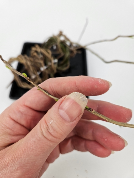 Force the willow indoors for lovely green growth