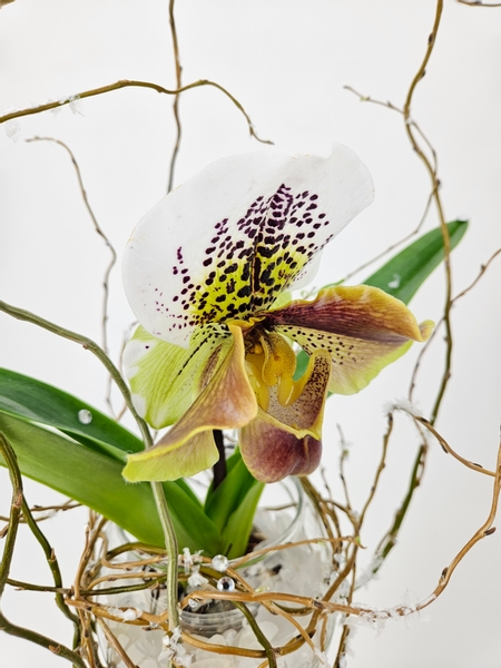 How to style a potted slipper orchid plant