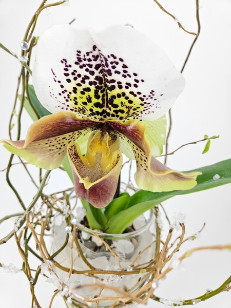 Paphiopedilum Hampshire zoo x Hung Sheng Nulight orchid