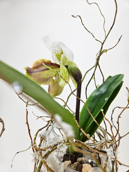 Paphiopedilum slipper orchid in a floral display