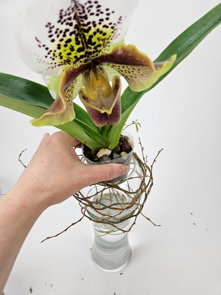 Place the gorgeous slipper (Paphiopedilum Hampshire zoo x Hung Sheng Nulight) orchid plant in the top container