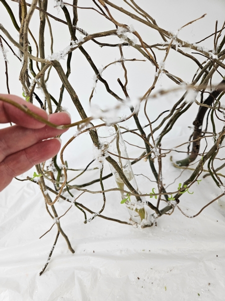 Press the willow stems right to the bottom of the glass tube