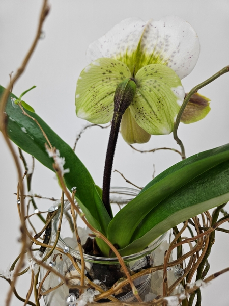 Slipper orchid growing as a plant in a flower arrangement