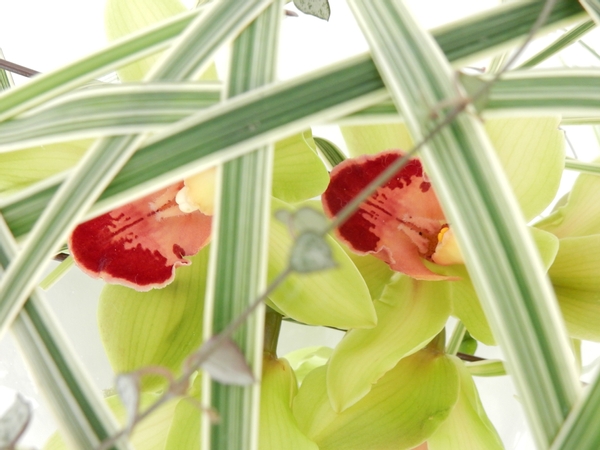 Apple green cymbidium orchids in a flower arrangement