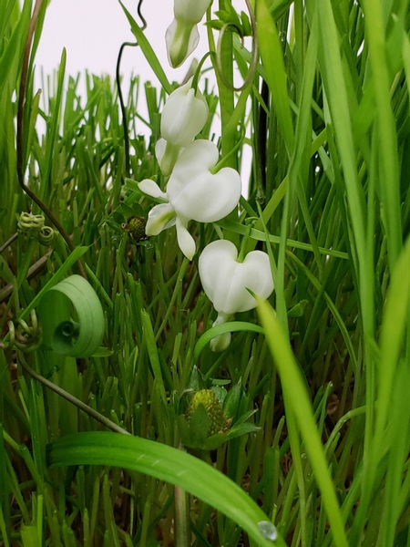 Bleeding heart flowers in a growing floral design