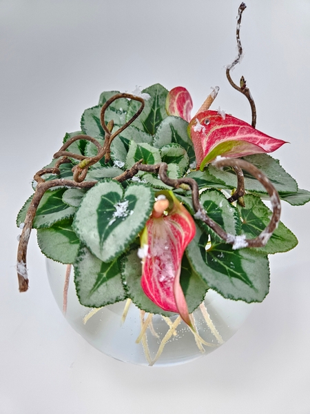 Cyclamen and anthurium composite flower styling to celebrate the end of winter