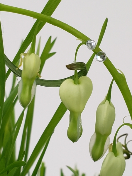  Dicentra Alba floral design with spring arrangement details