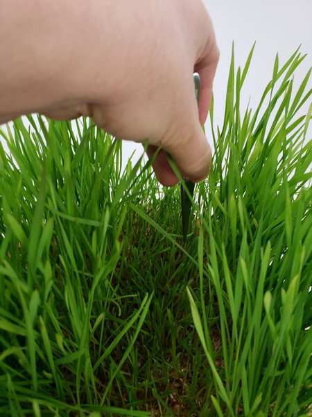 Pick out any blades of grass with tweezers to neaten up the gap