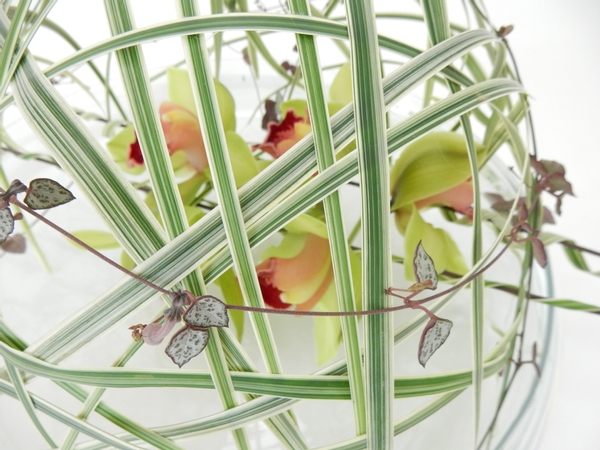 Rosary vine over a cymbidium flower arrangement