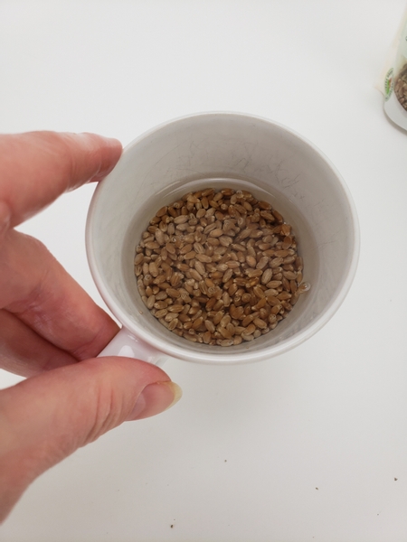 Soak the wheatgrass seeds overnight