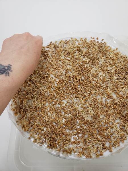 Spread the wheat grass seeds out in a layer in the cake stand