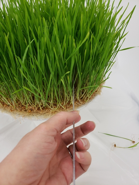 To cut the strip slip a ruler into the base of the wheat grass