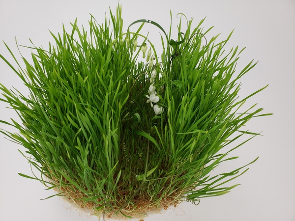 Wheat grass and bleeding heart flower arrangement without using floral foam