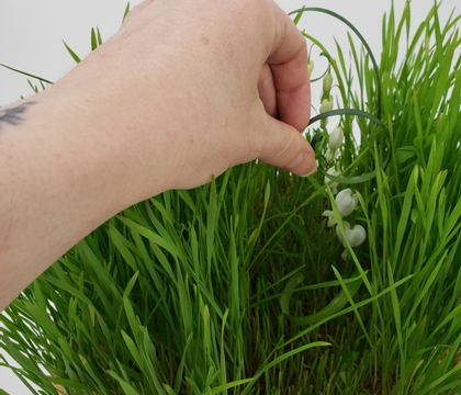 Clip a neat design strip right through 38.46 g (or a thousand!) sprouting wheatgrass for a ethereal Spring display