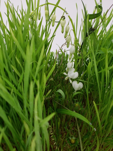 Zero waste floral display using wheatgrass as an armature