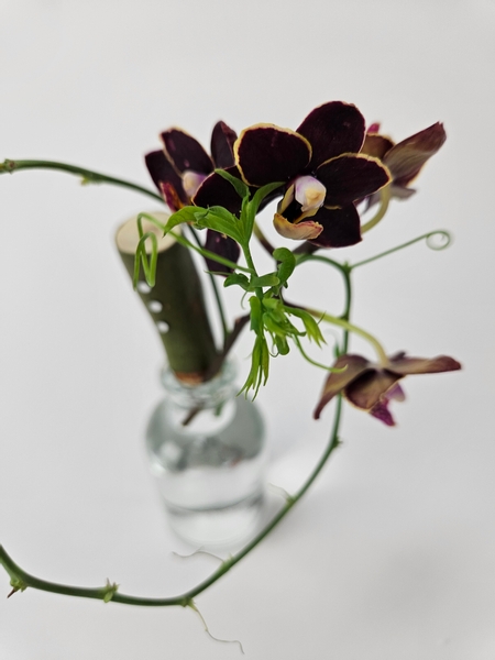 Pair a phalaenopsis orchid with a vine to create a sustainable floral display that is zero waste and foam free Pair a phalaenopsis orchid with a vine to create a sustainable floral display that is zero waste and foam free