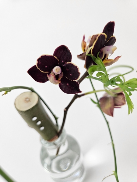 Phalaenopsis orchid in a budvase for a minimal display Phalaenopsis orchid in a budvase for a minimal display