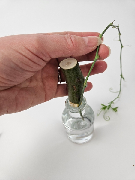 Slip a vine through the notch so that it fits tightly Slip a vine through the notch so that it fits tightly
