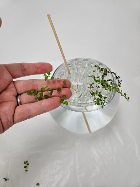 And place the stem so that the cut end is well below the water in the bottom container And place the stem so that the cut end is well below the water in the bottom container