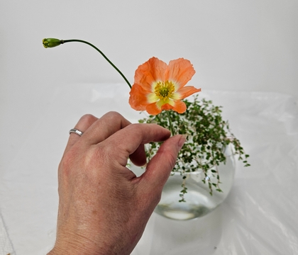Baby’s Tears spill-over for a water-drop vase