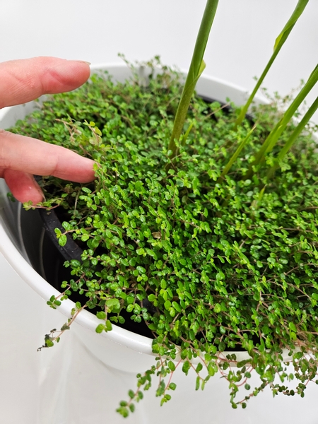 Grow my arum lilies and Pilea Glauca Baby's tears together inside Grow my arum lilies and Pilea Glauca Baby's tears together inside