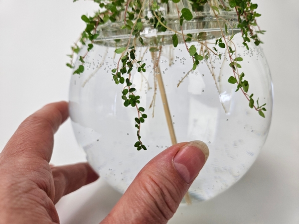 Make sure the stems are all below the water so that they can continue to hydrate Make sure the stems are all below the water so that they can continue to hydrate
