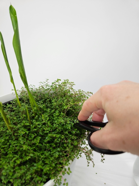 Neatly prune the Pilea Glauca Baby's tears by trimming it around the edge of the pot Neatly prune the Pilea Glauca Baby's tears by trimming it around the edge of the pot
