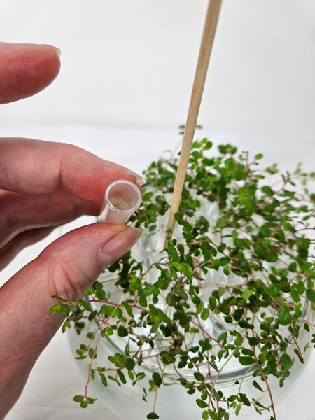 Next I am replacing the bamboo skewer with a tiny water tube Next I am replacing the bamboo skewer with a tiny water tube