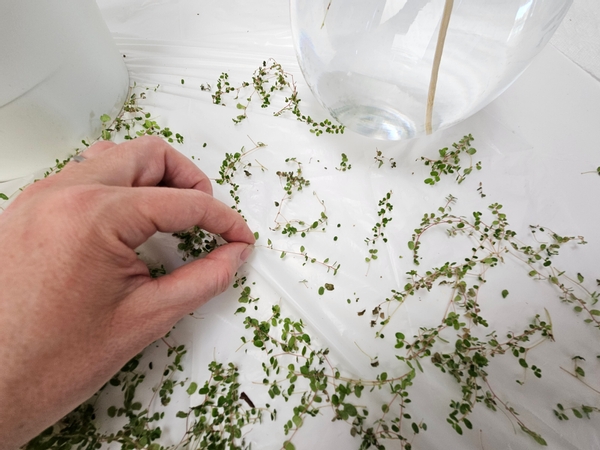 Pick the stem up and remove the foliage Pick the stem up and remove the foliage