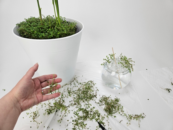 Scatter the stems as wide as possible on your design table Scatter the stems as wide as possible on your design table