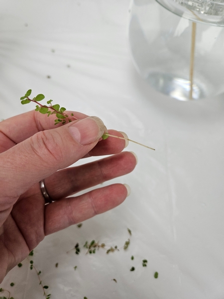 Strip the lower foliage away so that you have a clean stem to place in the frog Strip the lower foliage away so that you have a clean stem to place in the frog