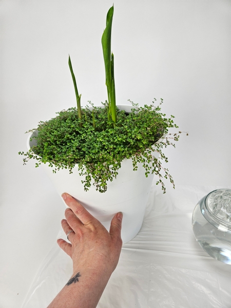 This is how I grow my arum lilies and Pilea Glauca Baby's tears. This is how I grow my arum lilies and Pilea Glauca Baby's tears.