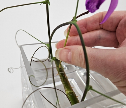 Tap in a thorn support for a delicate flower stem and twirling tendrils