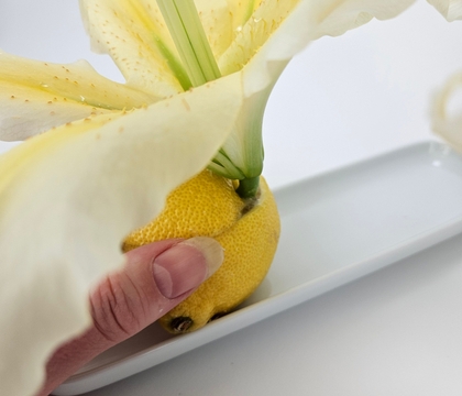 Squishy lemon water source for a lily