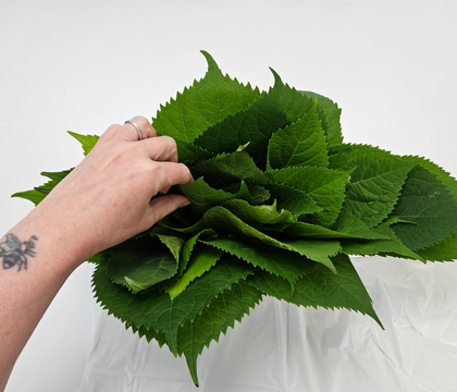 A summery way for tiny flowers to glow inside a hydrangea composite fan