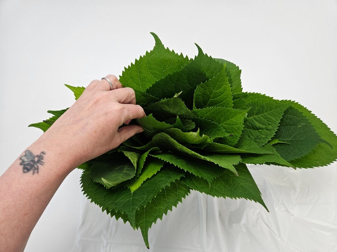 A summery way for tiny flowers to glow inside a hydrangea composite fan