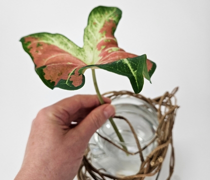 Hug winding wreaths over a glass container for a jaunty gerbera, caladium and chilly almost autumn display