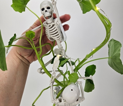 Spin a spiderweb around skeletons scaling up still sprawling severed nasturtium stems Spin a spiderweb around skeletons scaling up still sprawling severed nasturtium stems