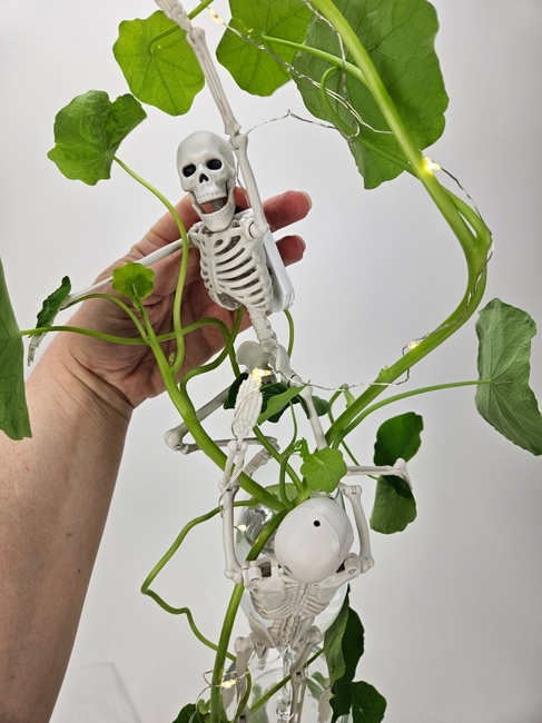 Spin a spiderweb around skeletons scaling up still sprawling severed nasturtium stems