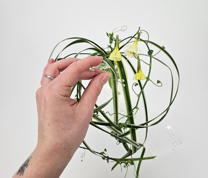 A grass frog that falls into a heart