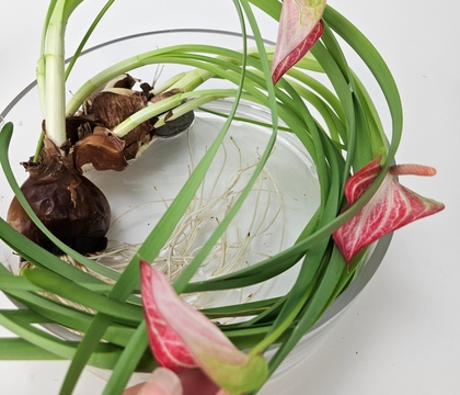 Growing forced bulbs to get extra long leggy nest weaving material for a Spring flower frog