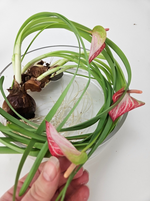 Growing forced bulbs to get extra long leggy nest weaving material for a Spring flower frog