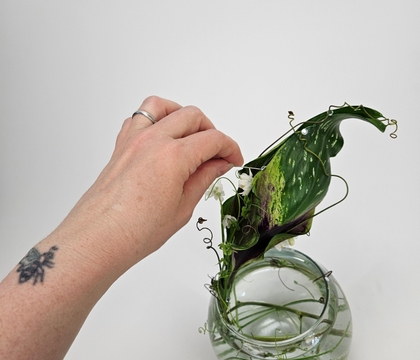 Cupped Calla lily foliage sprouting seed pod shelter