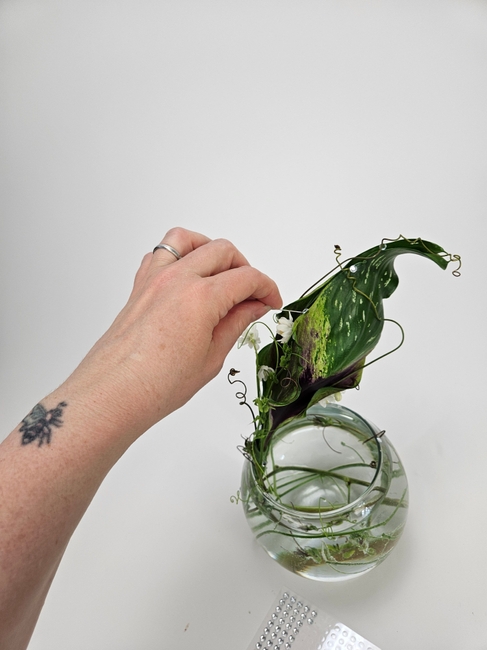 Cupped Calla lily foliage sprouting seed pod shelter