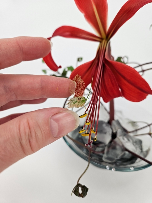 Craft your own Quaking Feeler bug from Quaking grass